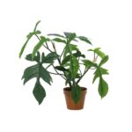 Potted philodendron plant with large glossy green leaves in a brown plastic pot.