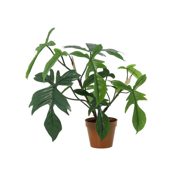 Potted philodendron plant with large glossy green leaves in a brown plastic pot.
