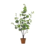 Potted eucalyptus plant with round green leaves in a small brown pot