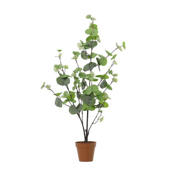Potted eucalyptus plant with round green leaves in a small brown pot