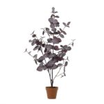 Purple-leaf ornamental plant with multiple stems in a terracotta pot against a white background.
