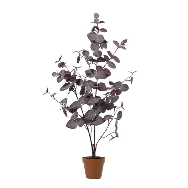 Purple-leaf ornamental plant with multiple stems in a terracotta pot against a white background.