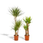 Two potted yucca plants with tall spiky green leaves in terracotta pots against a white background.