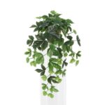 Trailing ivy plant with cascading green leaves spilling from a white planter against a white background.