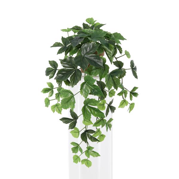 Trailing ivy plant with cascading green leaves spilling from a white planter against a white background.