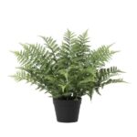 Potted green fern with feathery fronds in a black plant pot, decorative indoor plant