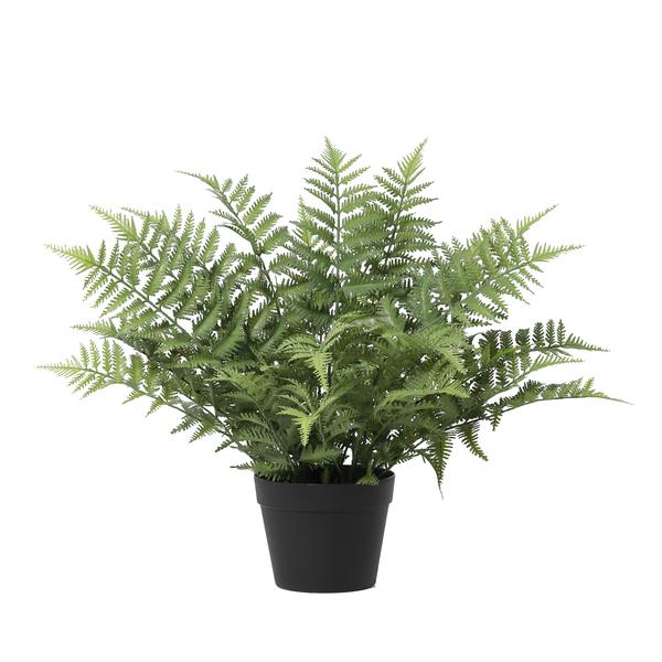 Potted green fern with feathery fronds in a black plant pot, decorative indoor plant