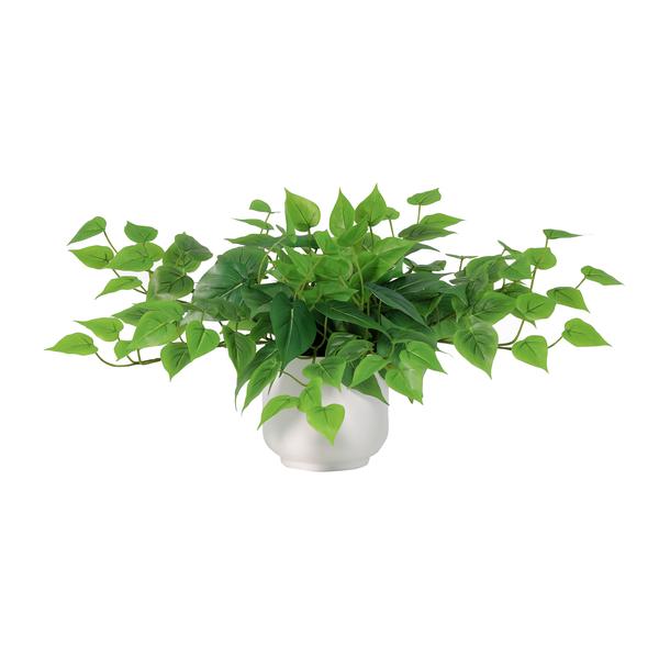 Trailing pothos plant in a white ceramic pot with cascading green leaves.
