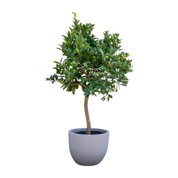 Small indoor potted tree with a slim trunk and dense green leaves in a gray ceramic pot