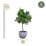 Tall potted tree with dense green foliage in a gray pot; height 215–235 cm, pot diameter 40 cm; winter-hardy