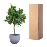 Small potted tree with green leaves in a gray pot, placed beside a tall brown cardboard box.