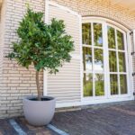 Small potted citrus tree sits beside a white-brick wall and window with shutters in a gray planter.