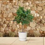 Small potted tree with lush green foliage on a light-tiled patio against a stone wall.