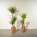 Two potted dracaena plants in woven wicker baskets placed on a light gray floor indoors.