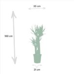 Diagram of a potted plant with arrows showing height 100 cm, plant width 30 cm, and pot width 21 cm.