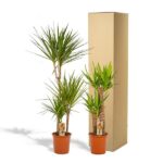 Two potted Dracaena plants in small terracotta pots beside a tall cardboard shipping box in a white studio setting.