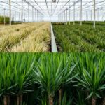Greenhouse interior with long rows of crops; light tan and green plants shown side by side, viewed from above/eye level.