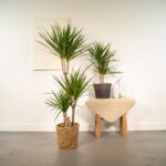 Three dracaena plants in woven baskets beside a small table with a beige cloth and white vases in a minimalist room.