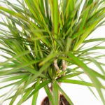 Close-up of a Dracaena marginata houseplant with long, narrow green leaves and a thin brown trunk in a pot on a light background.
