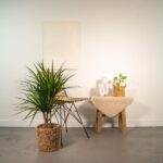 Tall potted plant in a woven basket beside a wicker chair and a small table with a ceramic jug and plant on a beige cloth.