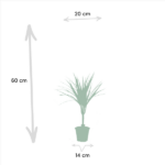 Potted plant with tall, spiky leaves; height 60 cm, pot width 14 cm, overall width 20 cm.