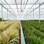 Inside a greenhouse with two long rows of grasses—beige on the left and green on the right—divided by a central aisle.