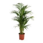Potted palm plant with long green fronds in a brown plastic pot.