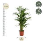 Potted palm plant with height scale showing 75–95 cm and pot diameter 19 cm; care notes indicate half shade and weekly watering.