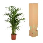 Potted palm plant beside a tall brown cardboard box with green leaf graphics, likely packaging for the plant