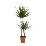 Two tall dracaena plants in a brown plastic pot with long, spiky green leaves.