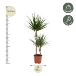Pair of yucca plants in a pot, with height 90–110 cm and pot diameter 35 cm; prefers half shade and water weekly.