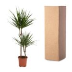 Two dracaena houseplants in brown pots placed next to a tall cardboard shipping box.