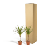 Two small potted yucca plants beside a tall cardboard shipping box on a white background.