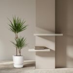 Tall potted plant with two trunks beside a beige wall and white floating shelves with a few books on them.