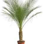Potted palm plant with wide, green fronds in a terracotta pot against a white background.