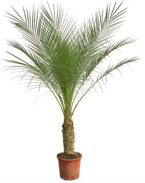 Potted palm plant with wide, green fronds in a terracotta pot against a white background.