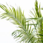 Close-up of vibrant green palm fronds overlapping against a bright white background.