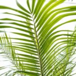 Close-up of bright green palm fronds overlapping against a white background.