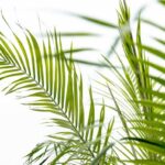 Green palm fronds spread across a bright white background, close-up view of tropical leaves.