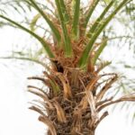 Close-up of a palm tree trunk with brown dried fronds and fresh green leaves at the top.