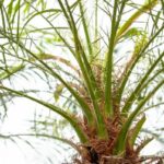Close-up of a palm tree trunk and green fronds spreading outward from the crown.