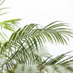 Close-up of green palm fronds reaching toward a bright white background.