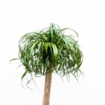 Palm plant with a tuft of long green fronds atop a slender trunk against a white background.