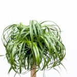 A lush green spider plant with long, arching leaves arranged in a rounded, topiary-like tuft on a bare stem.