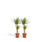 Two potted tropical houseplants with tall trunks and spiky green leaves, placed side by side in clay pots.