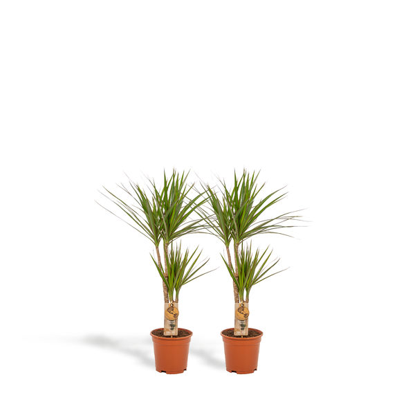 Two potted tropical houseplants with tall trunks and spiky green leaves, placed side by side in clay pots.