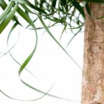 Close-up of a dracaena plant with a textured brown trunk and long, arching green leaves against a white background