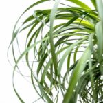 Close-up of a spider plant with long, arching green leaves against a white background.