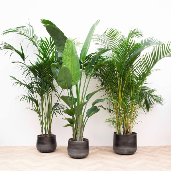 Three tall green houseplants in dark ceramic pots lined up on a light wood floor against a white wall.