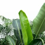 Close-up of broad, glossy green leaves from tropical houseplants, including banana-like leaves and palm fronds against a white background.